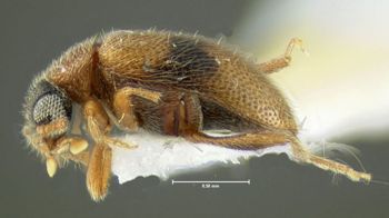 Media type: image;   Entomology 613388 Aspect: habitus dorsal view